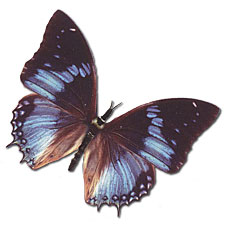African Bluewing Moving Butterfly