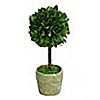 Boxwood Topiary Mini 6 Inch - Preserved