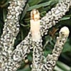 Lighted Silver Glitter Twig Garland - 96 Bulbs 6 Feet