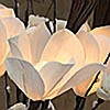 Natural Elements Posh Magnolia Lighted Arrangement