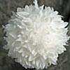 Silk Flower Pomander Ball White 6 Inch - Organza Ribbon