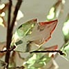 Leaf Spray - 30 Crystals Red and Green