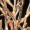 Lighted White Flocked Snowy Branch - 96 Bulbs 39 Inch