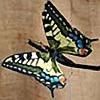 Swallowtail Moving Butterfly