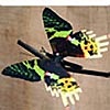 Urania Moving Butterfly