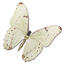White Morpho Moving Butterfly