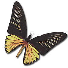 Yellow Birdwing Moving Butterfly