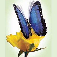 Blue Morpho Moving Butterfly
